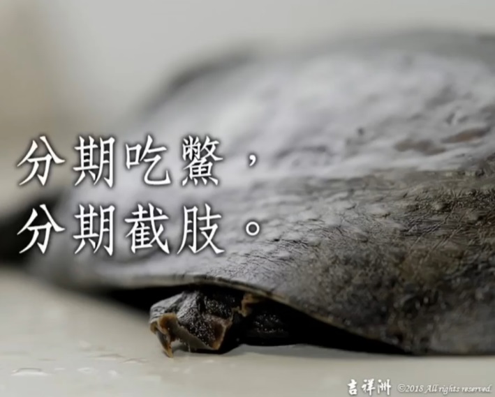 eat softshell turtles amputating limbs