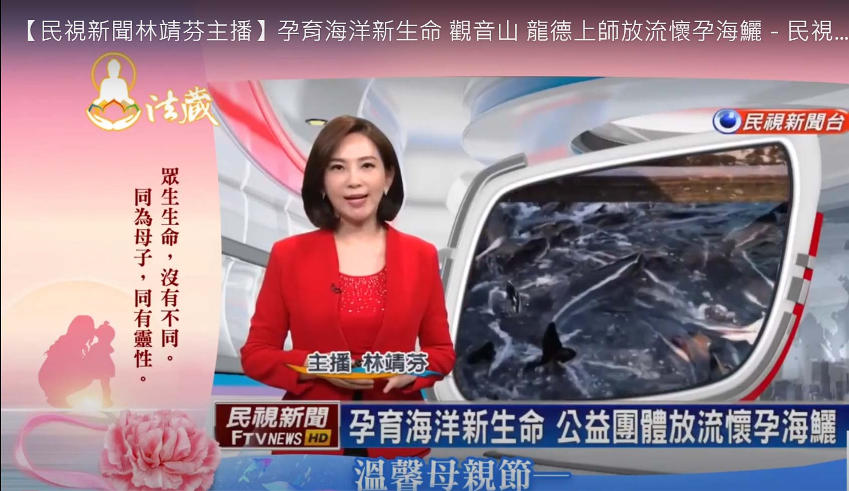 【民視新聞林靖芬主播 【民視新聞林靖芬主播】孕育海洋新生命 觀音山 龍德上師放流懷孕海鱺-民視台語新聞