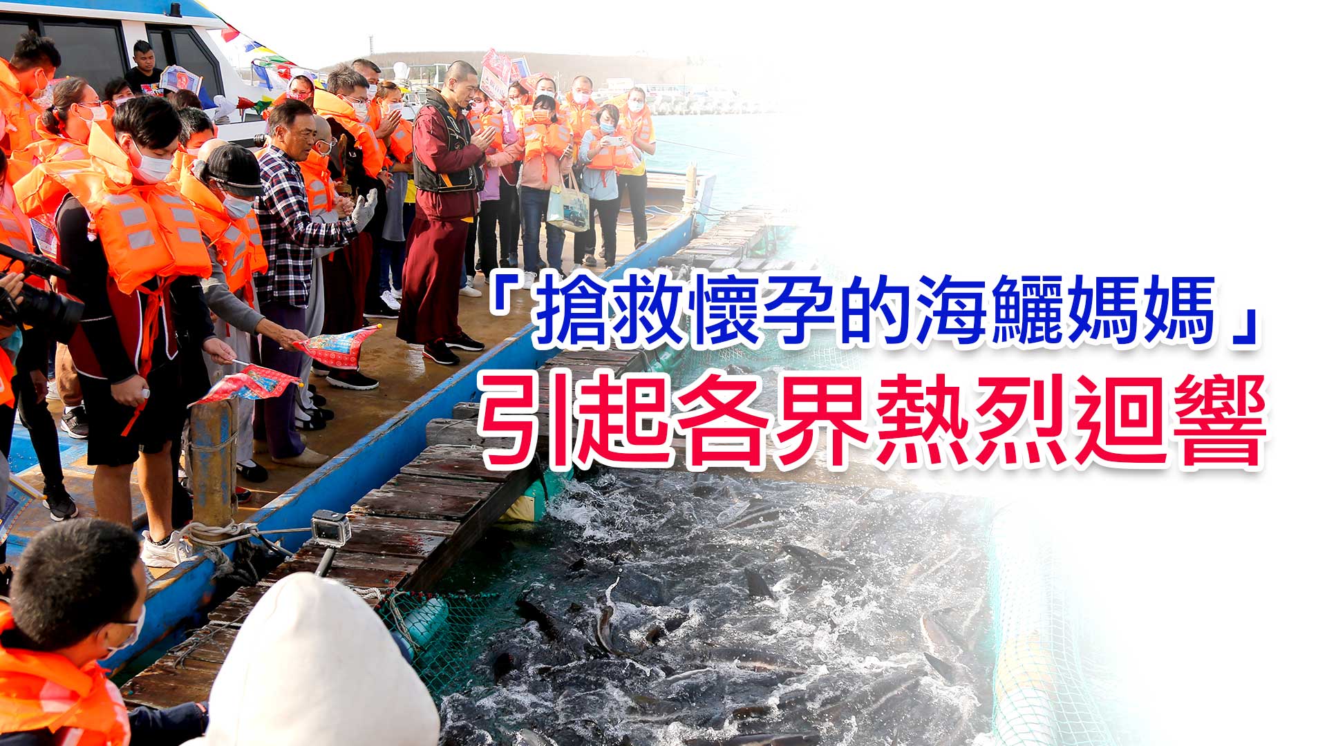 搶救懷孕的海鱺媽媽 搶救懷孕的海鱺媽媽