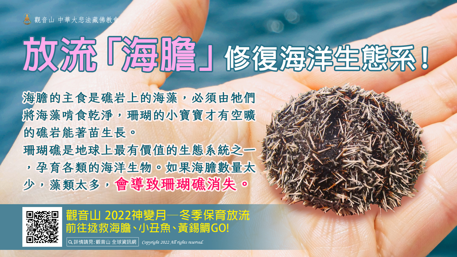 repair ocean sea urchin