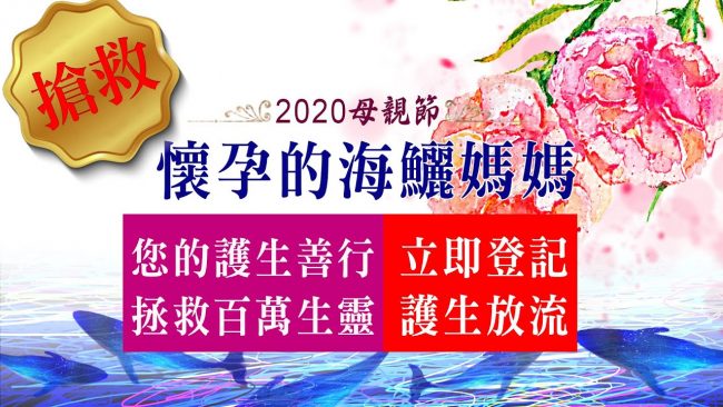 2020母親節最佳獻禮 搶救懷孕的海鱺媽媽
