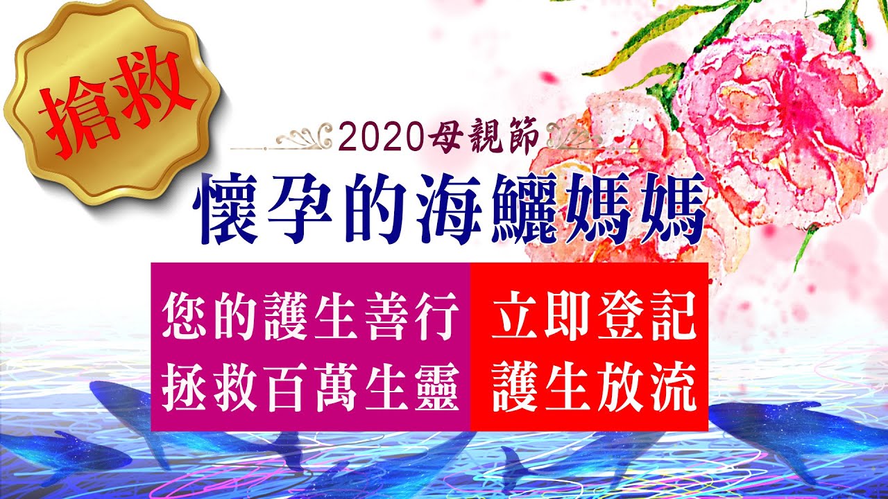 2020母親節最佳獻禮 搶救懷孕的海鱺媽媽