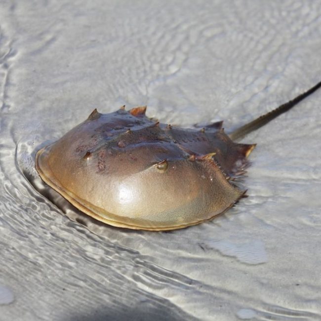 Horseshoe crab conservation animal