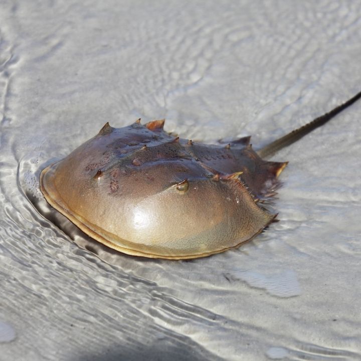 Horseshoe crab conservation animal Horseshoe crab conservation animal
