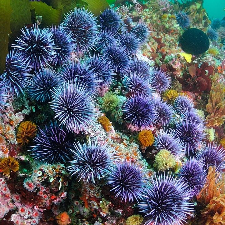 blue purple sea urchin blue purple sea urchin