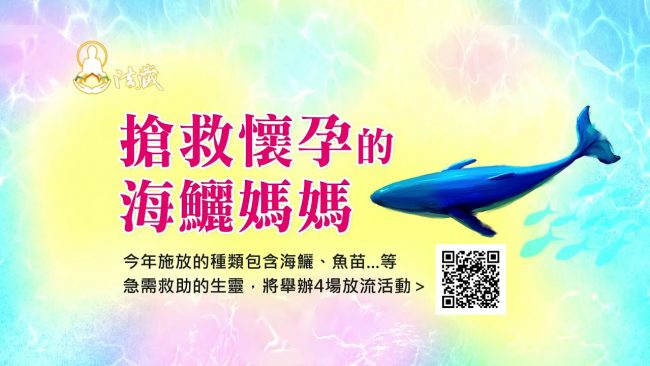 搶救懷孕的海鱺媽媽