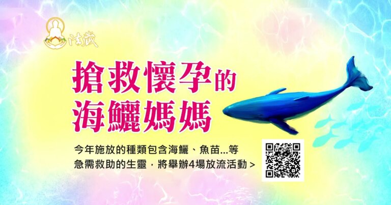 搶救懷孕的海鱺媽媽