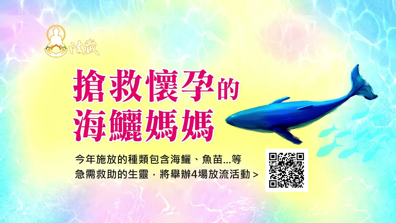 搶救懷孕的海鱺媽媽