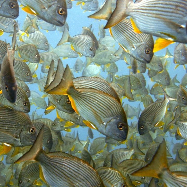 黃錫鯛魚群 黃錫鯛魚群