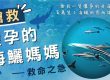 搶救懷孕的海鱺媽媽 保育放流