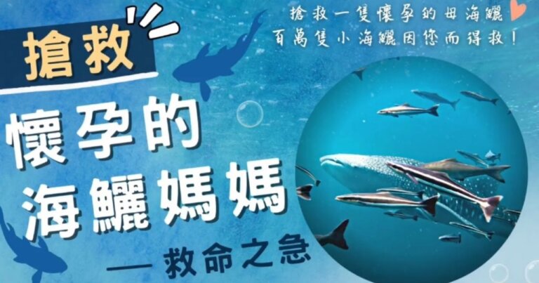 搶救懷孕的海鱺媽媽 保育放流