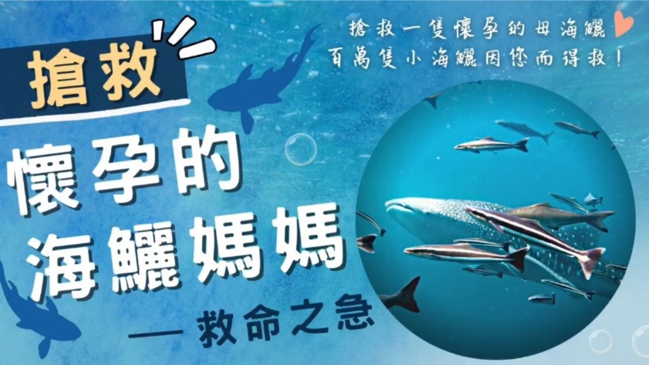 搶救懷孕的海鱺媽媽 保育放流
