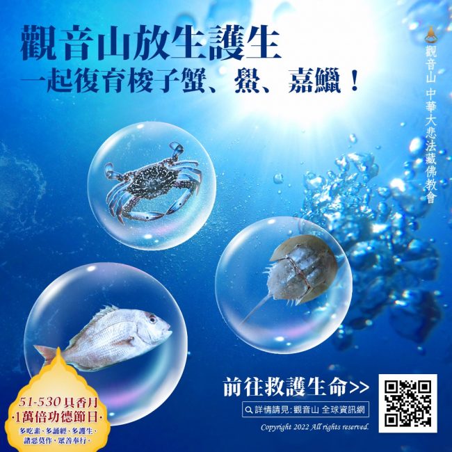 龍德上師保育放流 觀音山放生護生海洋復育梭子蟹，復育鱟，復育嘉鱲，永續海洋保育SDGs