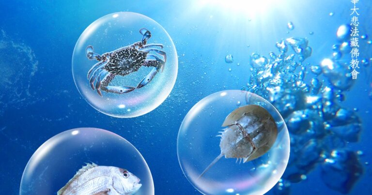 龍德上師保育放流 觀音山放生護生海洋復育梭子蟹，復育鱟，復育嘉鱲，永續海洋保育SDGs