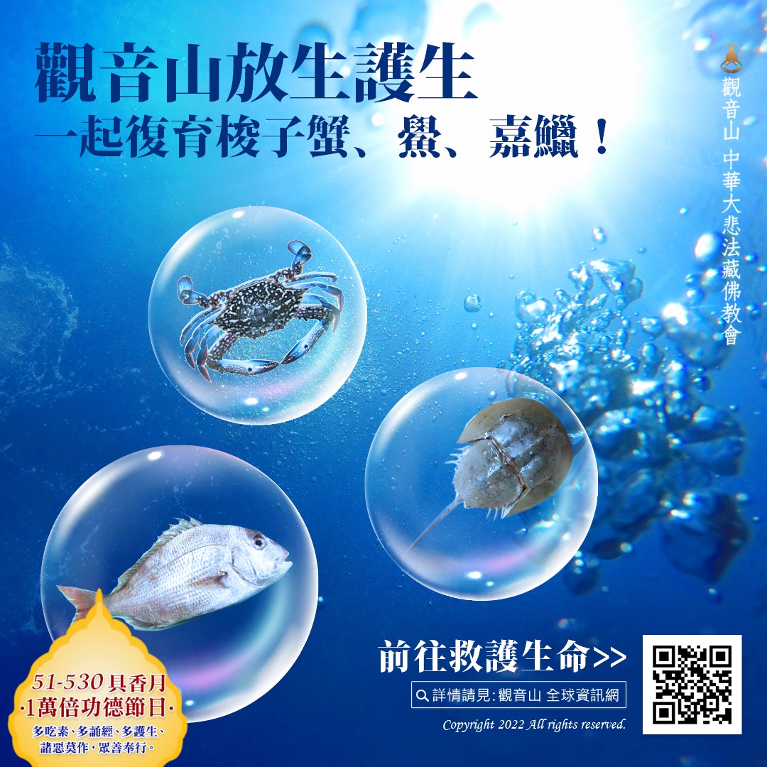 spring liferelease 龍德上師保育放流 龍德上師放生 觀音山保育放流 龍德上師保育放流 觀音山放生護生海洋復育梭子蟹,復育鱟,復育嘉鱲,永續海洋保育SDGs