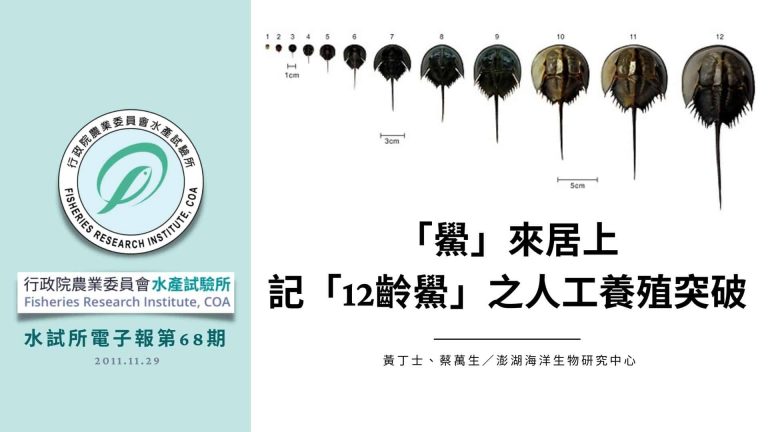 FRI epaper 水試所電子報，鱟來居上，記12齡鱟之人工養殖