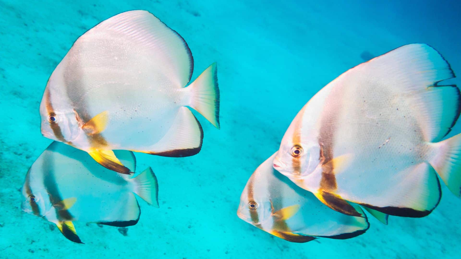 Orbicular batfish觀音山夏季保育放流物種圓燕魚,龍德上師放生 觀音山夏季保育放流物種圓燕魚,龍德上師放生