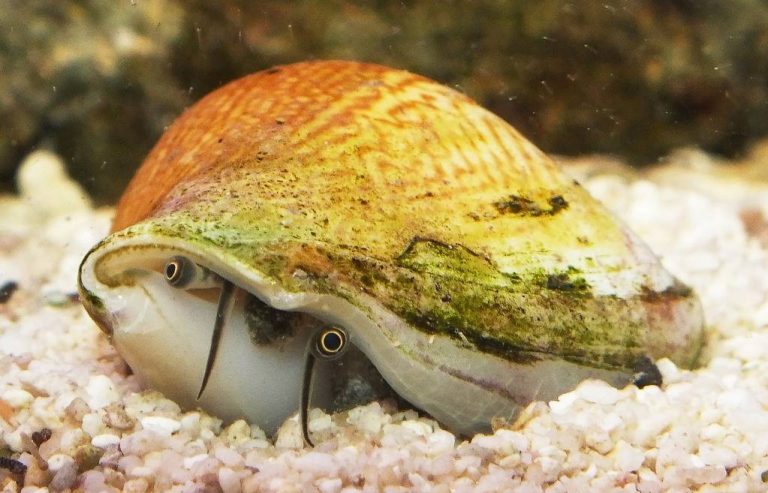 觀音山夏季保育放流物種水晶鳳凰螺，龍德上師放生