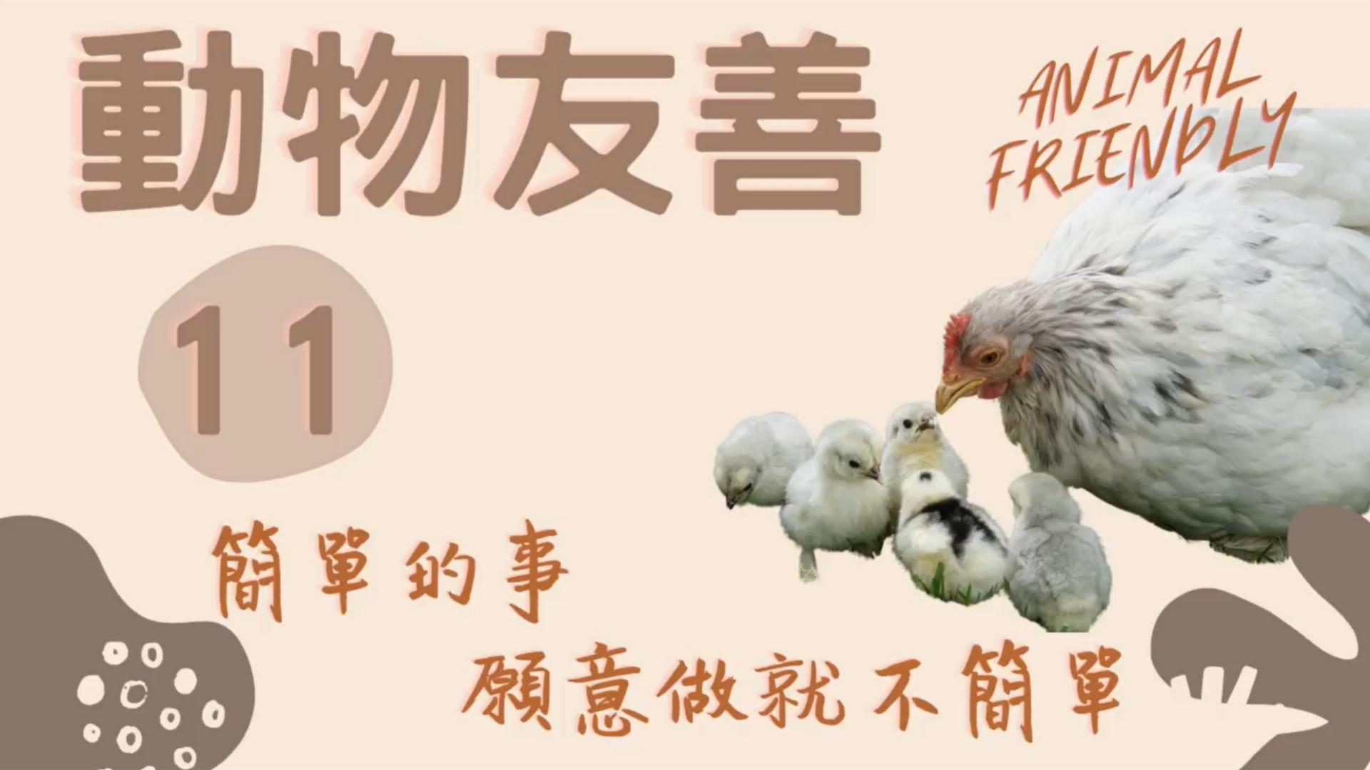 animal friendly 動物友善,母雞跟小雞群,素食戒殺護生,愛護生命 動物友善,母雞跟小雞群,素食戒殺護生,愛護生命