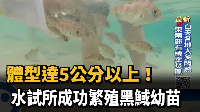 觀音山夏季保育放流與水試所合作放流黑䱛與嘉鱲魚苗，龍德上師放生，龍德上師保育放流