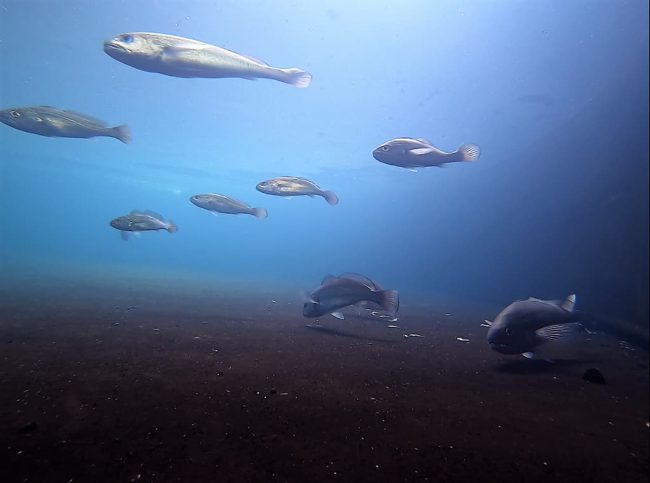 水試所的研究團隊成功馴養野生黑䱛種魚並能產卵，而將受精卵孵化後培育成魚苗，這也是全球首次以人工方式繁殖黑䱛成功的紀錄