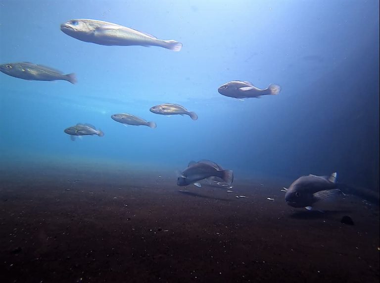 水試所的研究團隊成功馴養野生黑䱛種魚並能產卵，而將受精卵孵化後培育成魚苗，這也是全球首次以人工方式繁殖黑䱛成功的紀錄