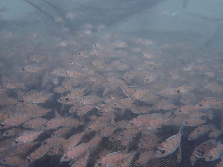 觀音山保育放流，水試所成功馴養野生黑䱛種魚(黑口魚)，龍德上師保育放流
