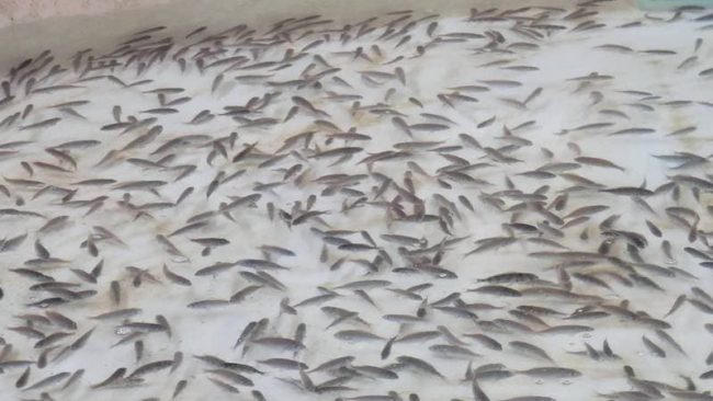 水試所創下全球首例，成功繁殖黑䱛幼苗，並與「觀音山中華大悲法藏佛教會」合作放流嘉鱲魚苗