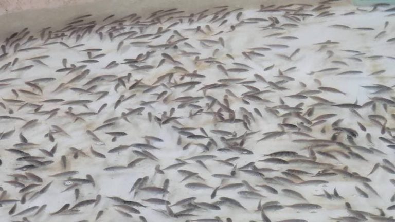 水試所創下全球首例，成功繁殖黑䱛幼苗，並與「觀音山中華大悲法藏佛教會」合作放流嘉鱲魚苗