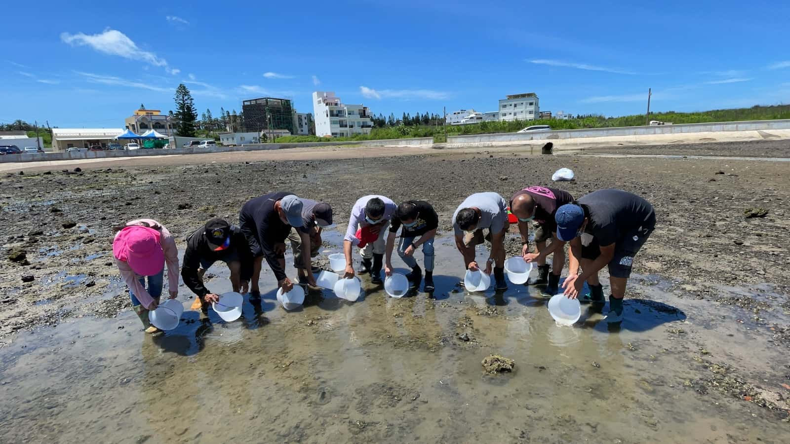 horseshoe crab Conservation (5)國際鱟保育日 觀音山與水試所合作澎湖放流三棘鱟 龍德上師保育放流 國際鱟保育日 觀音山與水試所合作澎湖放流三棘鱟 龍德上師保育放流