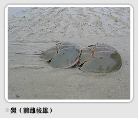 horseshoe crab 鱟，前面為雌鱟；後面為雄鱟，水試所電子報