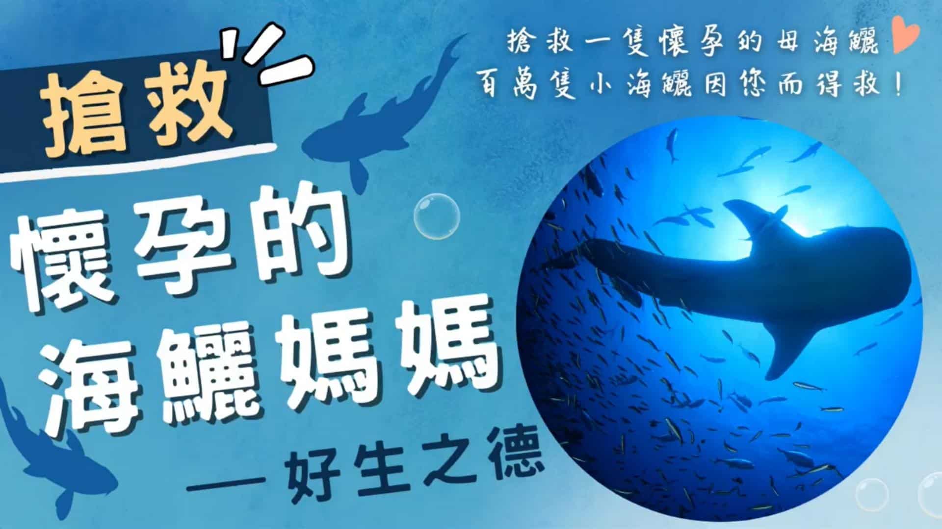 liferelease cobia2022觀音山保育放流搶救懷孕的海鱺媽媽,百萬隻小海鱺因您而得救,好生之德,龍德上師放生 2022觀音山保育放流搶救懷孕的海鱺媽媽,百萬隻小海鱺因您而得救,好生之德