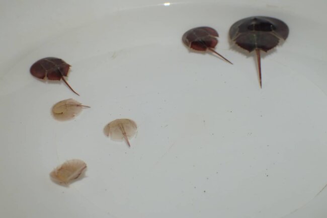 國際鱟保育日 觀音山與水試所合作澎湖放流三棘鱟重返棲息地 龍德上師保育放流