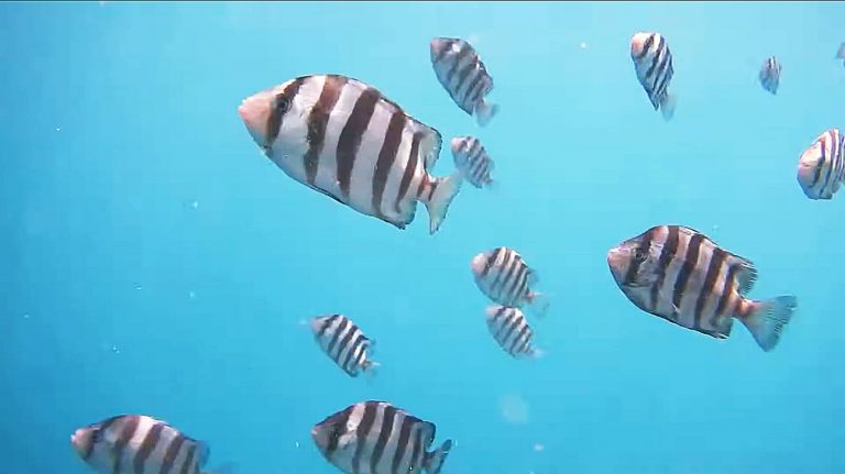 觀音山夏季保育放流物種條石鯛，龍德上師放生