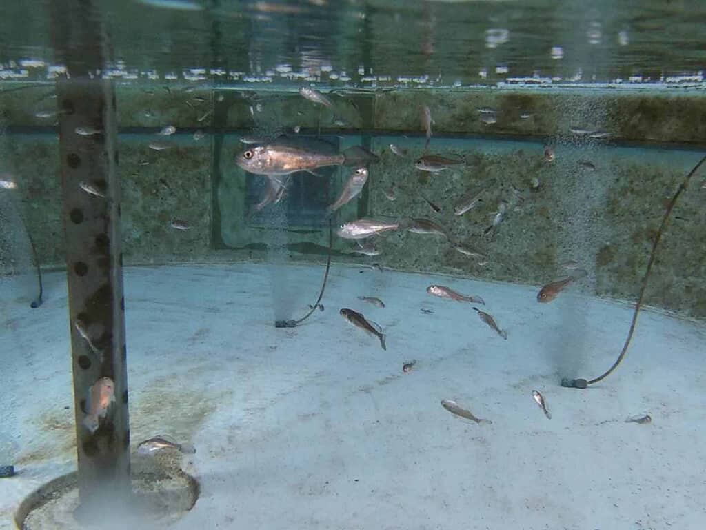 水試所首度繁殖成功俗稱黑口的「黑䱛」，龍德上師放生，龍德上師保育放流