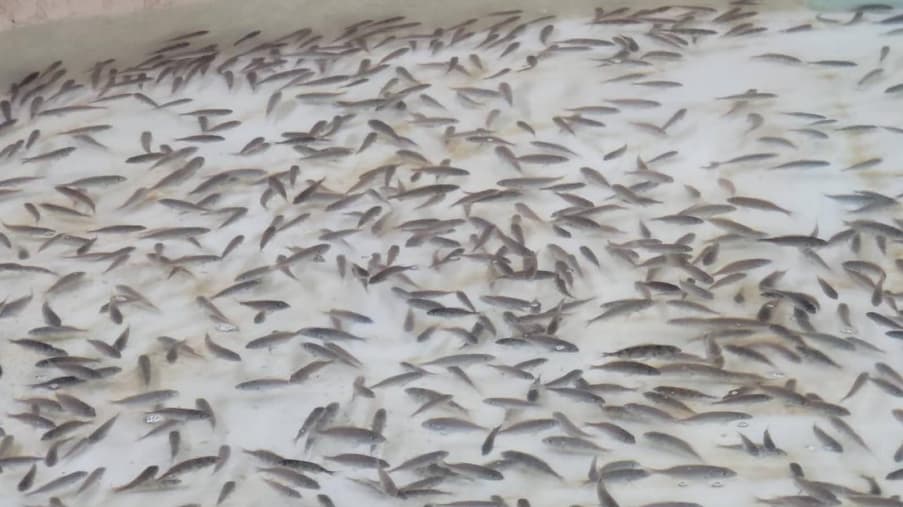 水試所澎湖海洋生物研究中心繁殖的嘉鱲魚苗，龍德上師保育放流