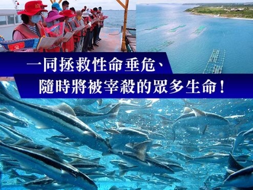 戒殺護生，放生， 一同拯救性命垂危，隨時將被宰殺的眾多生命，觀音山保育放流，觀音山放生，龍德上師，龍德上師保育放流