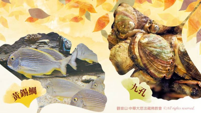 觀音山秋季保育放流，觀音山放生，龍德上師保育放流，黃錫雕，九孔