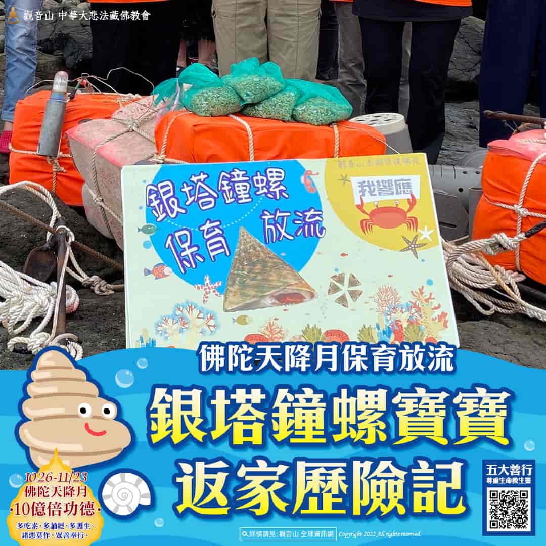 觀音山和澎湖水試所合作保育放流，施放6萬多顆銀塔鐘螺寶寶返回大海，觀音山放生，龍德上師，龍德上師保育放流，銀塔鐘螺復育