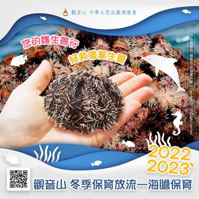 觀音山冬季保育放流 海膽保育 觀音山放生 龍德上師保育放流 龍德上師護生善行 放生護生 放生活動