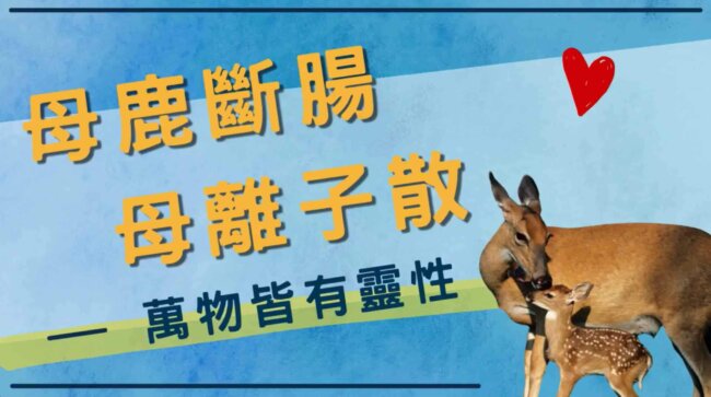 護生的故事，母鹿斷腸，母離子散｜萬物皆有靈性，觀音山保育放流，龍德上師，龍德上師保育放流，觀音山放生