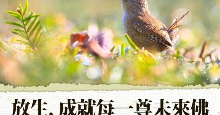 神變月放生功德，放生成就每一尊未來佛，觀音山春季保育放流，放生活動場次，觀音山放生，龍德上師保育放流，龍德上師