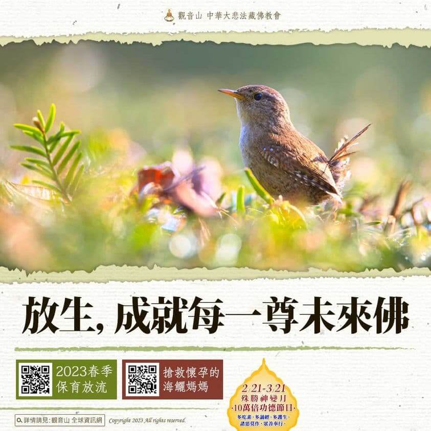 神變月放生功德，放生成就每一尊未來佛，觀音山春季保育放流，放生活動場次，觀音山放生，龍德上師保育放流，龍德上師