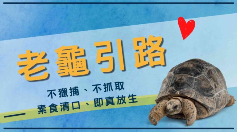 放生感應，老龜引路，放生護生，觀音山保育放流，龍德上師保育放流，龍德上師，觀音山放生