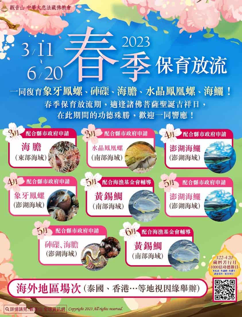 母親節搶救懷孕的海鱺媽媽 暨 2023春季 愛護海洋‧保育放流活動，觀音山保育放流施放物種，觀音山放生活動場次，龍德上師保育放流，龍德上師，觀音山放生