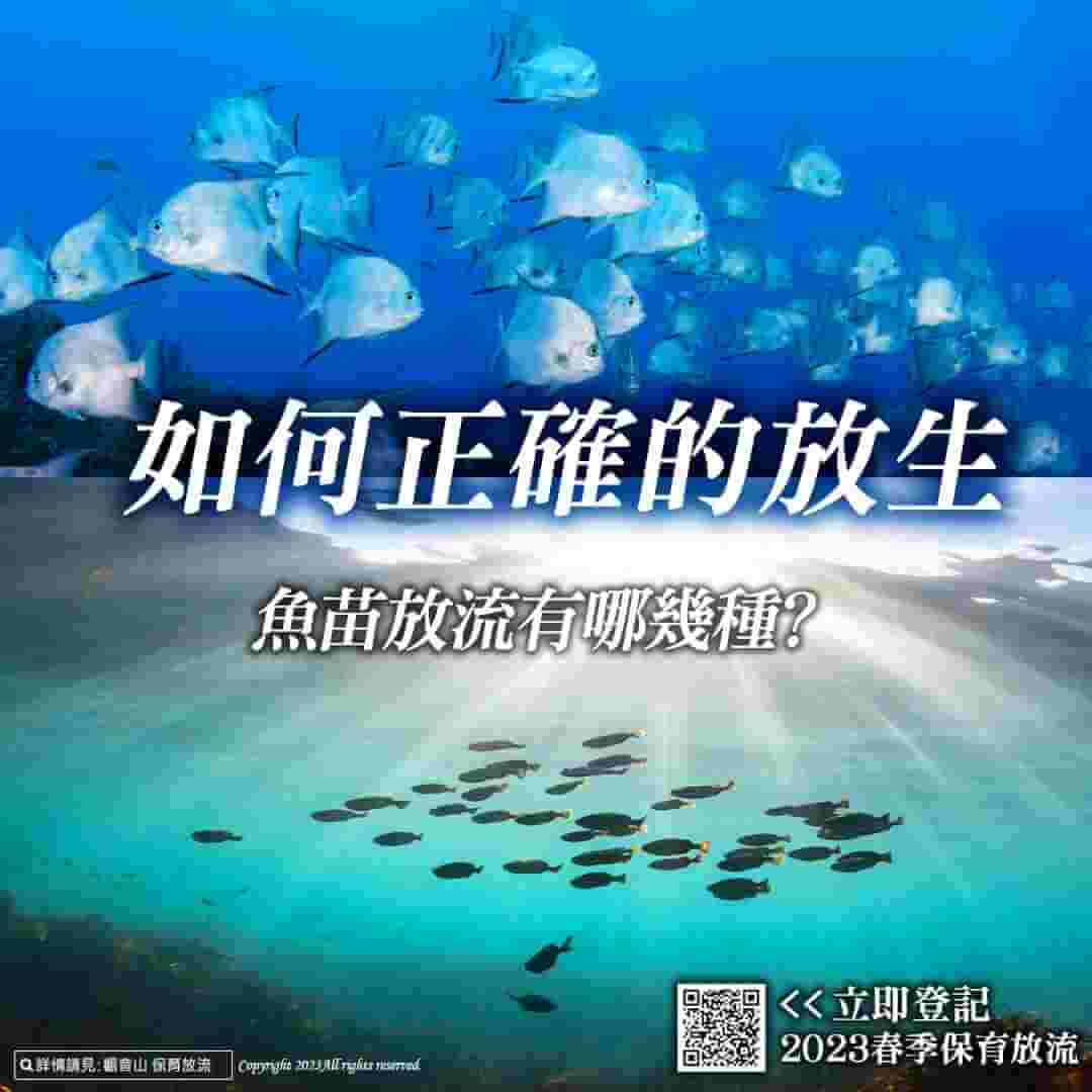 fish fry releasing (2)