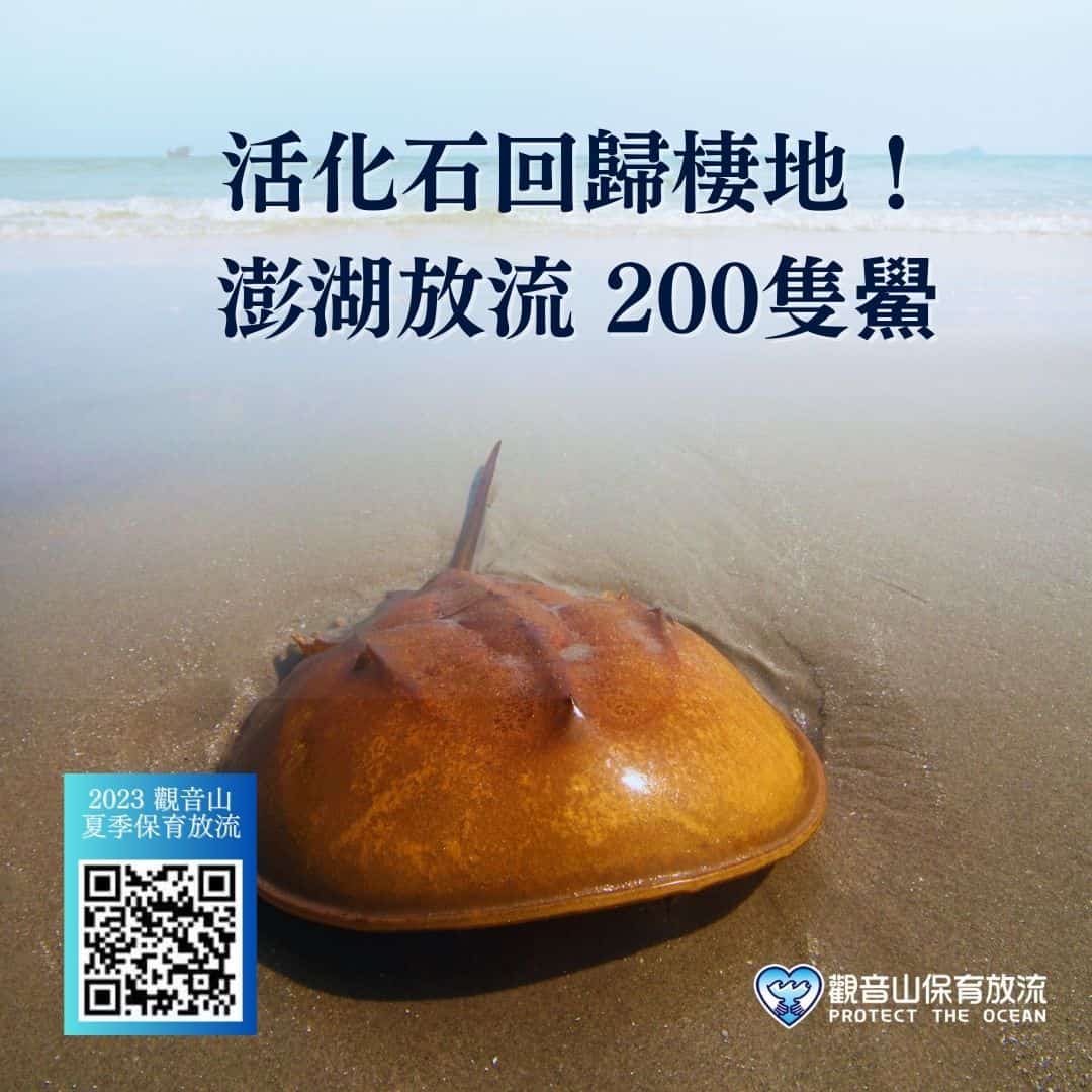 horseshoe crab release