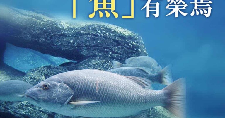 銀紋笛鯛，觀音山保育放流放生物種，放流物種，魚苗放流，保育放流