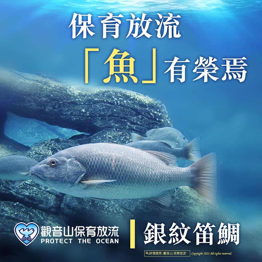 銀紋笛鯛，觀音山保育放流放生物種，放流物種，魚苗放流，保育放流