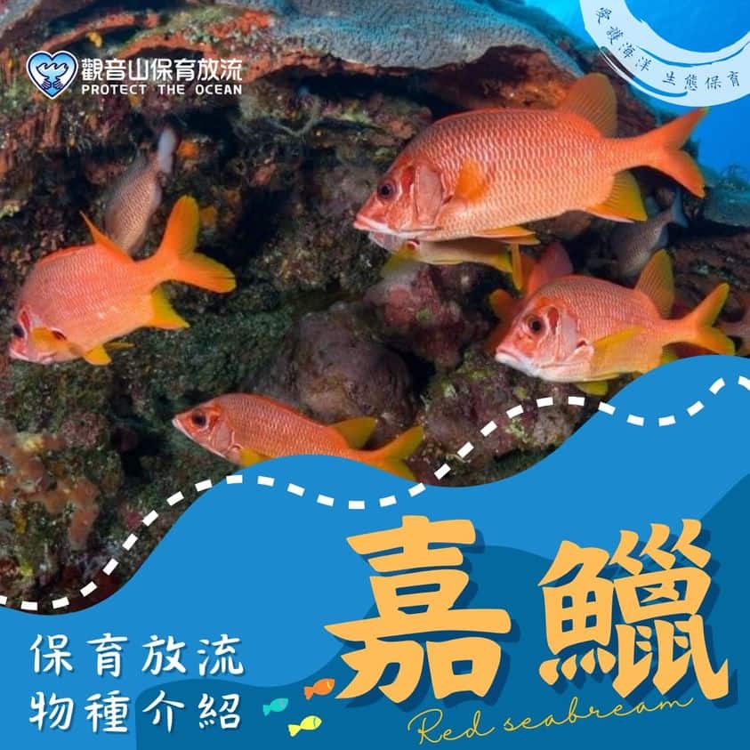 觀音山保育放流物種嘉鱲，放生物種，保育放流，放生，龍德上師，龍德上師護生慈善，魚苗放流